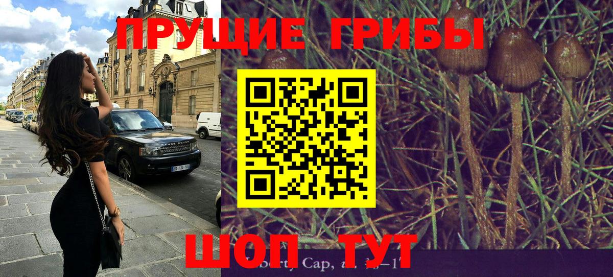 Псилоцибиновые грибы Psilocybe Белореченск